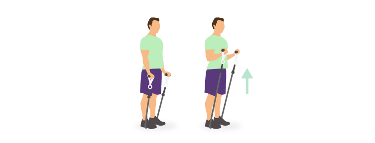 Le biceps curl à l'élastique